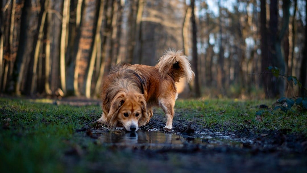 Dog drinking water outdoors on a hot day