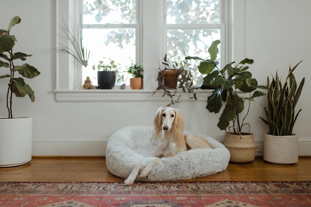 Senior dog resting comfortably indoors in a cool room