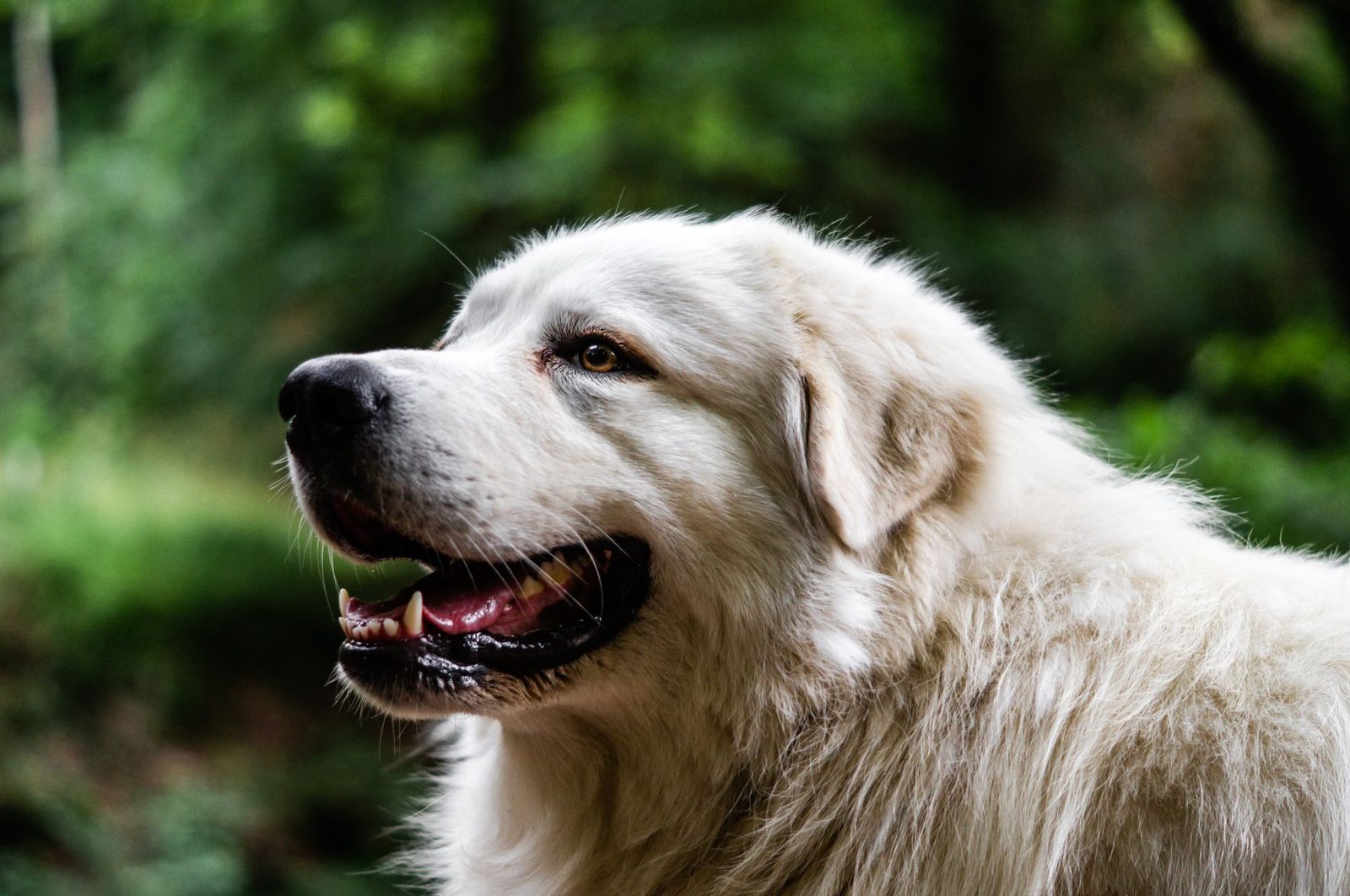 Large fluffy doodle-type dog panting and resting in shade on a hot day