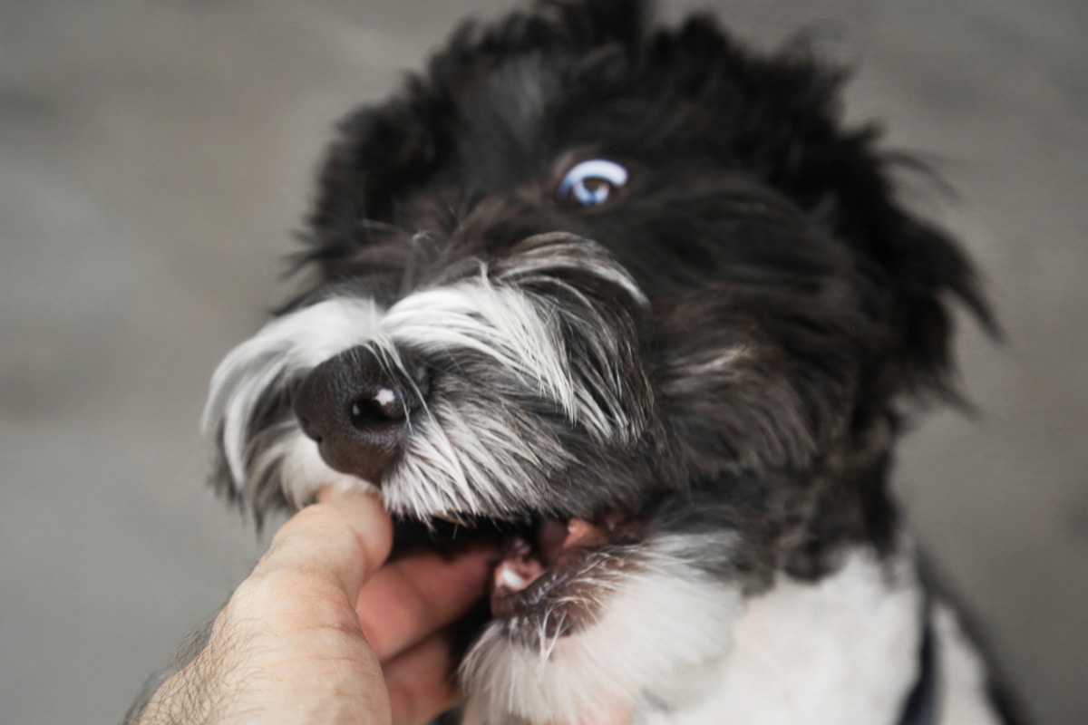 Sheepadoodle puppy held for coat and skin check