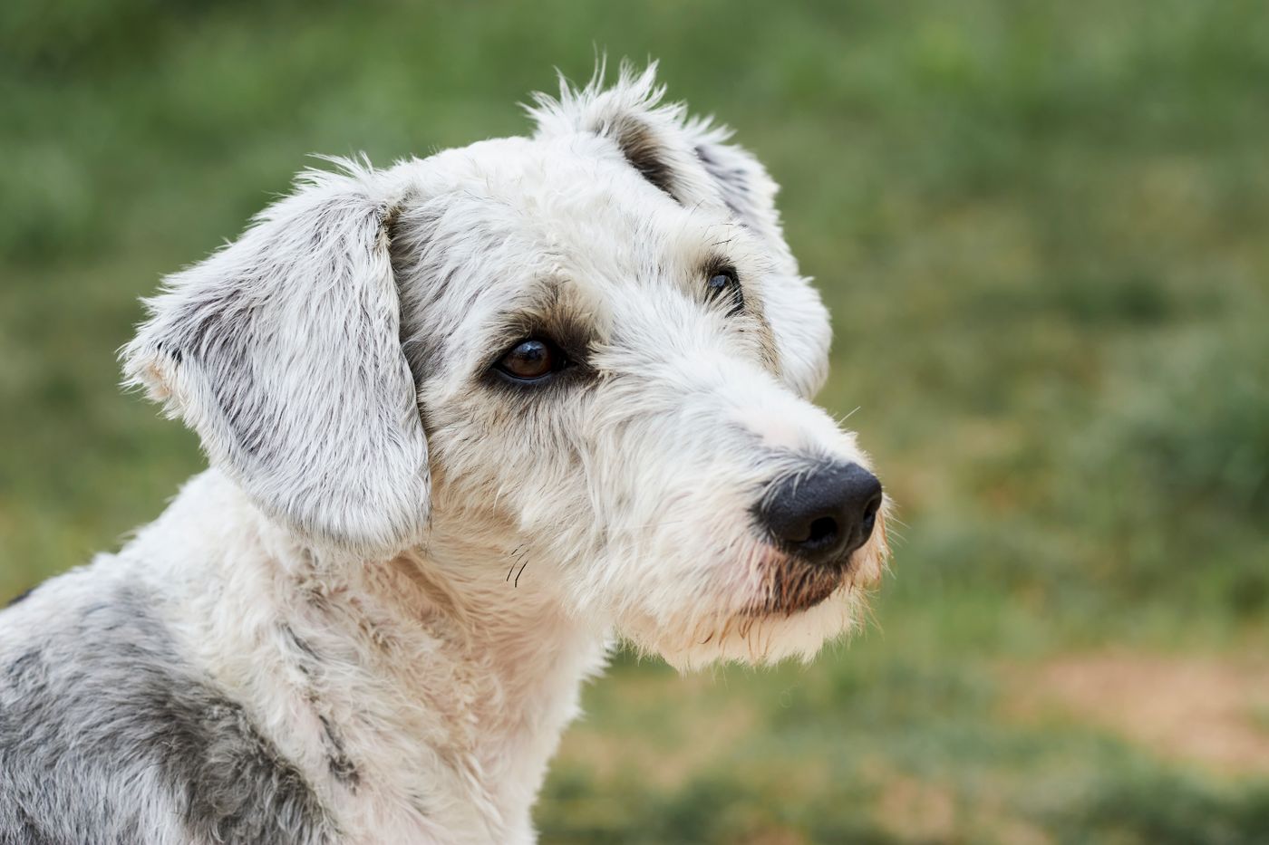 Sheepadoodle dog after successful house training
