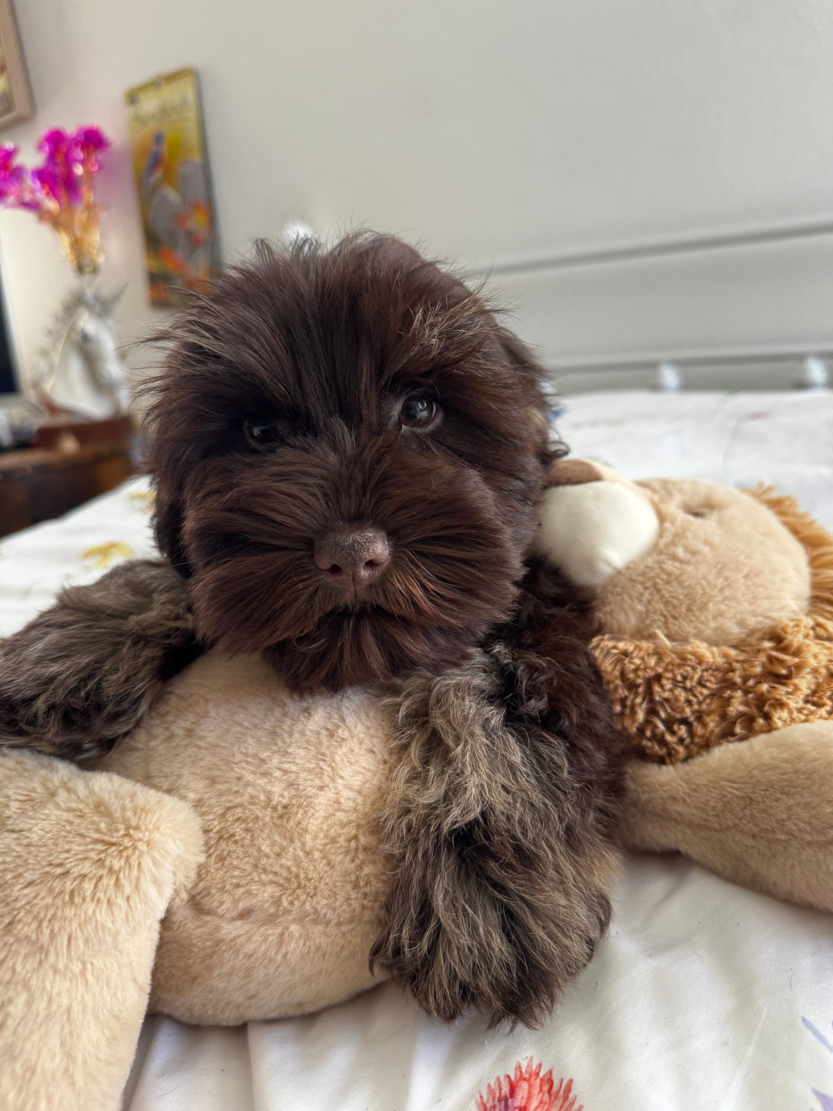 Sheepadoodle Lifespan & Health: What to Expect
