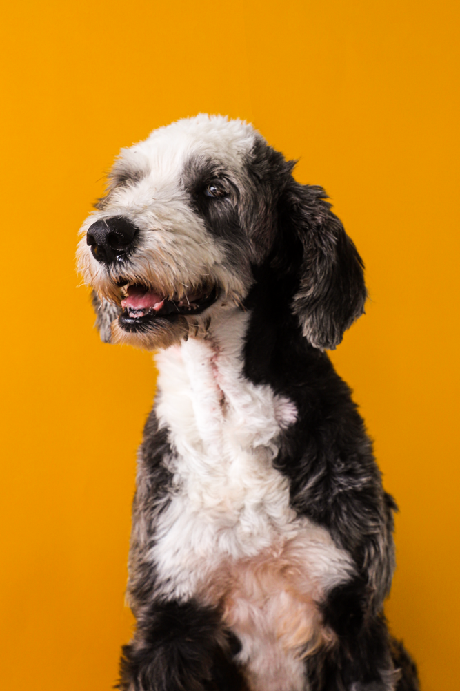 Sheepadoodle puppy near litter box setup