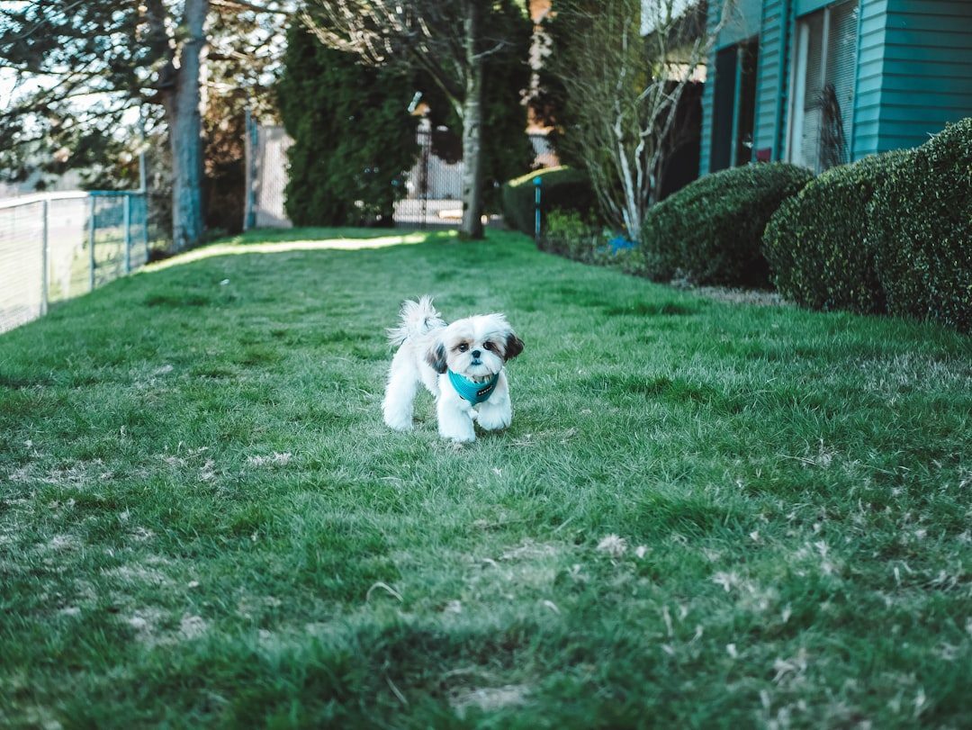 Sheepadoodle puppy playing in a grassy backyard