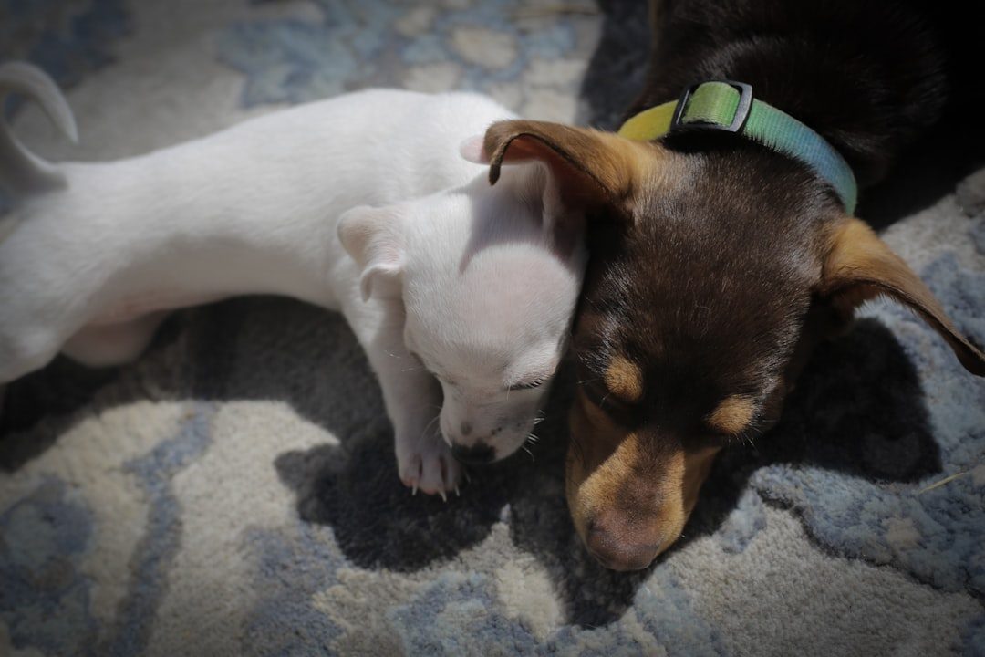 Two puppies resting together indoors