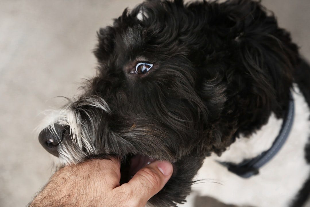 Sheepadoodle puppy sitting calmly during a training session