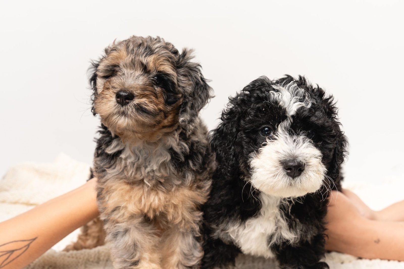 Two Sheepadoodle puppies, one presumed male and one presumed female, sitting side by side outdoors