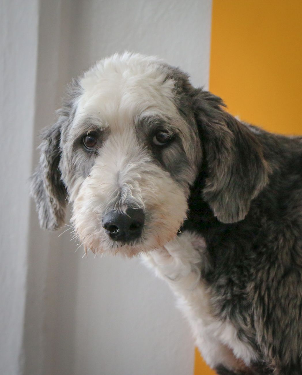 Introducing a Sheepadoodle to Other Pets: Dogs & Cats