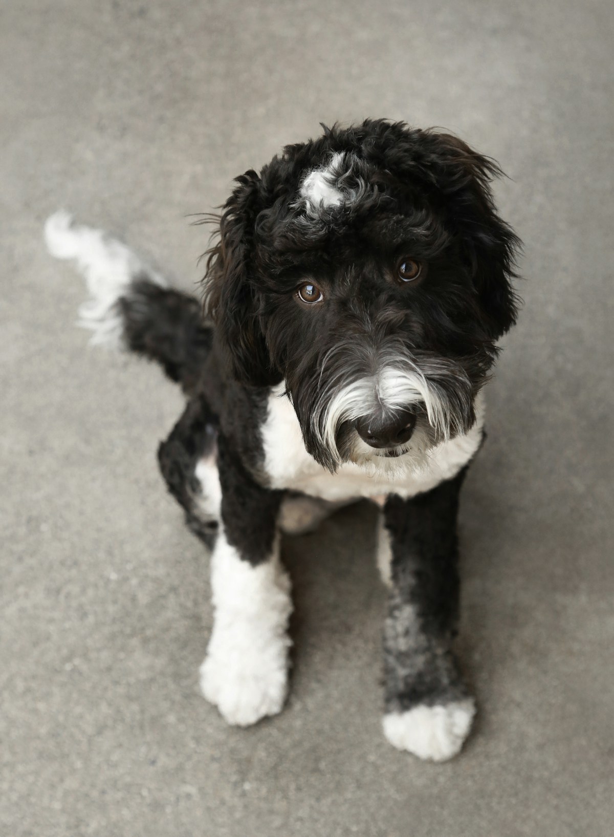 Sheepadoodle dog nail care routine
