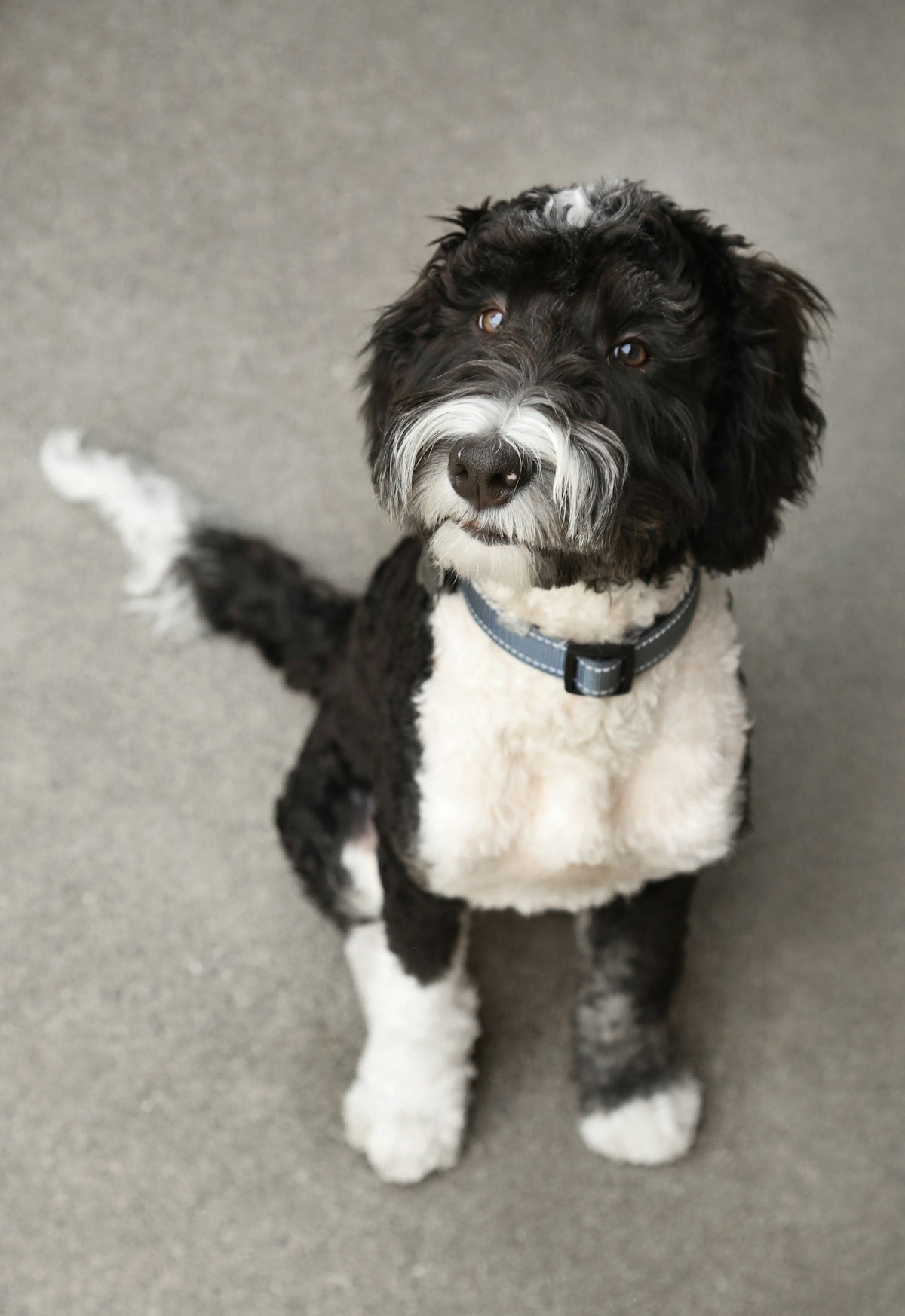 Sheepadoodle dog during nail trim session