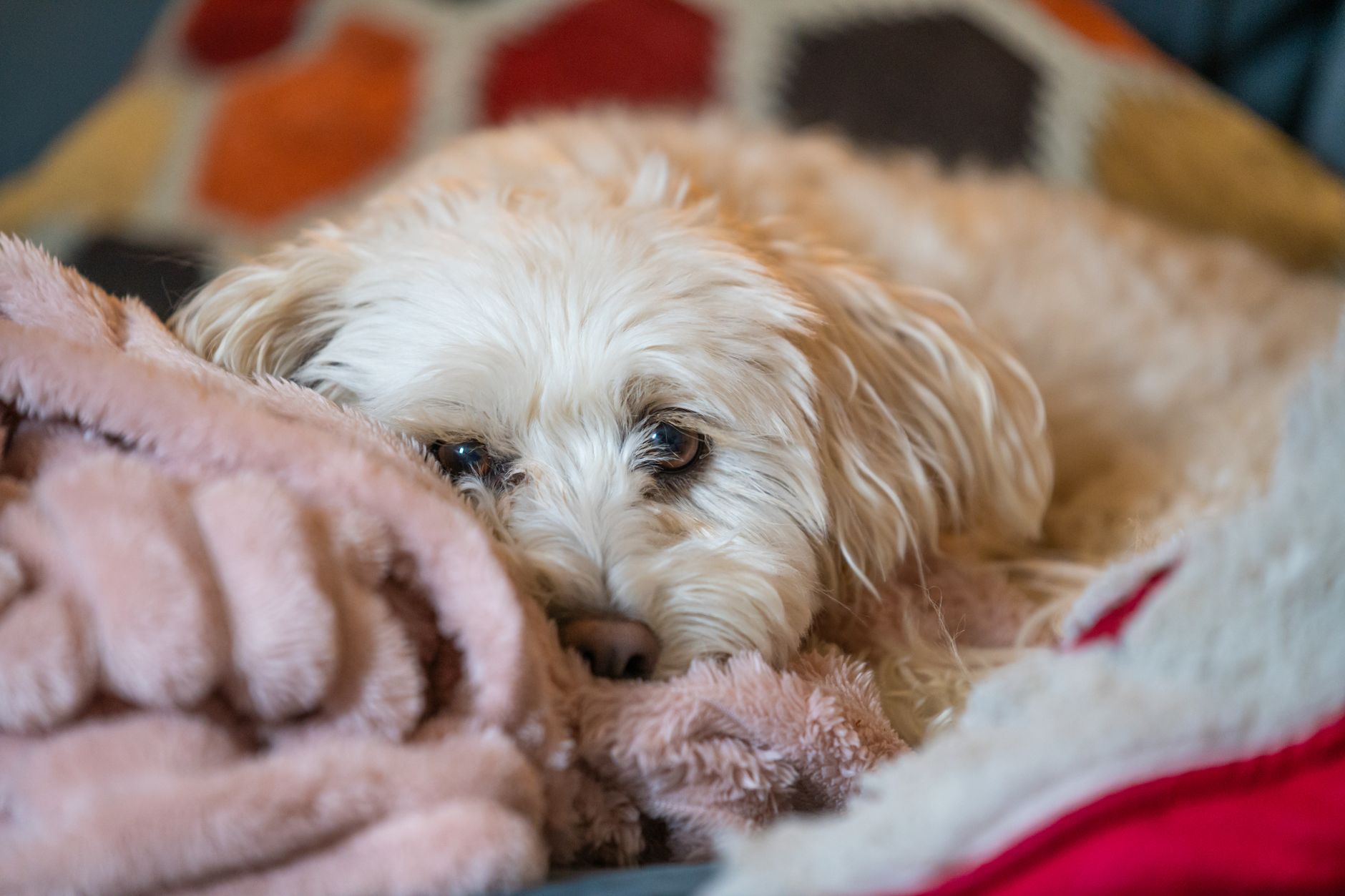 Sheepadoodle Noise Phobias: Fireworks & Thunderstorm Anxiety
