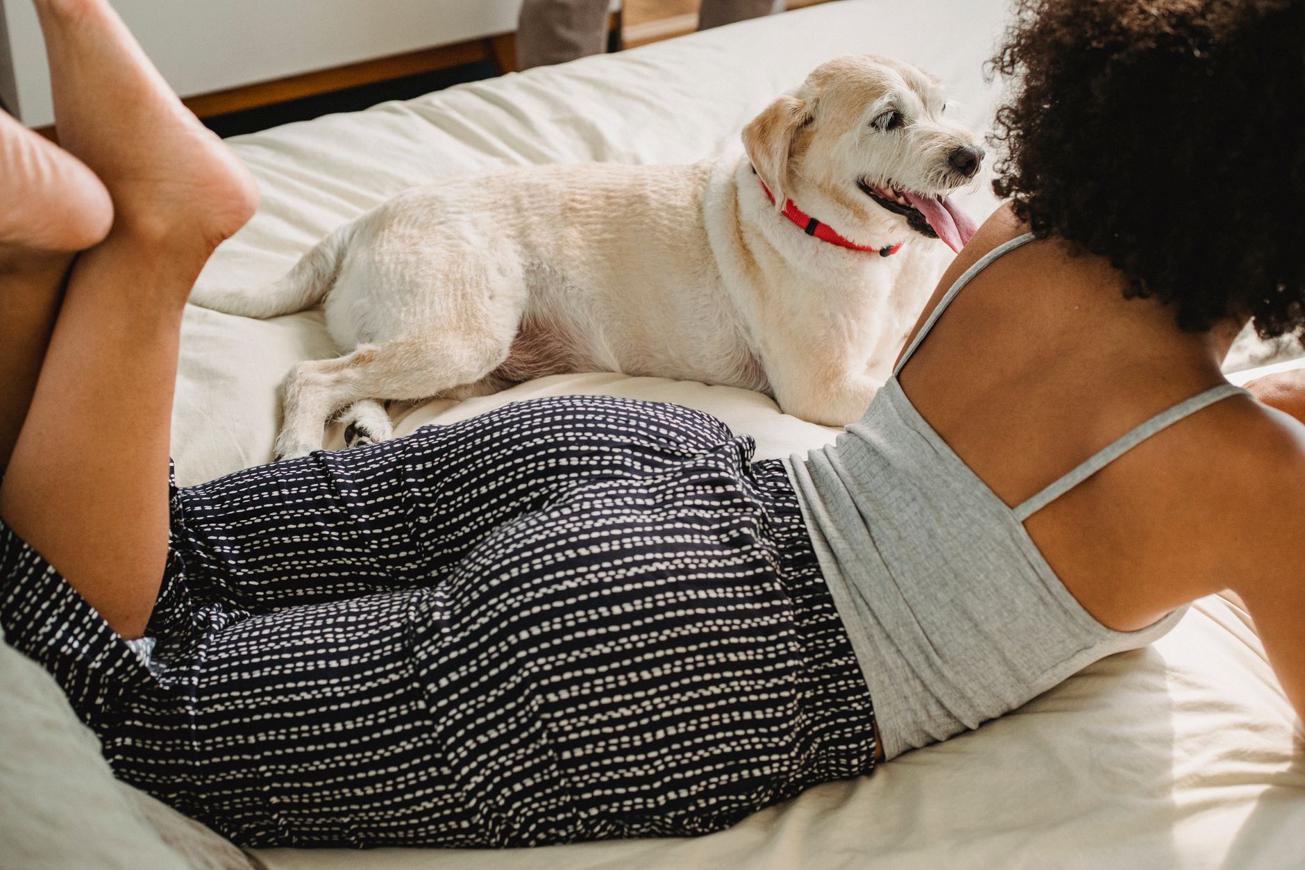 Dog sitting close to its owner's side for comfort and reassurance