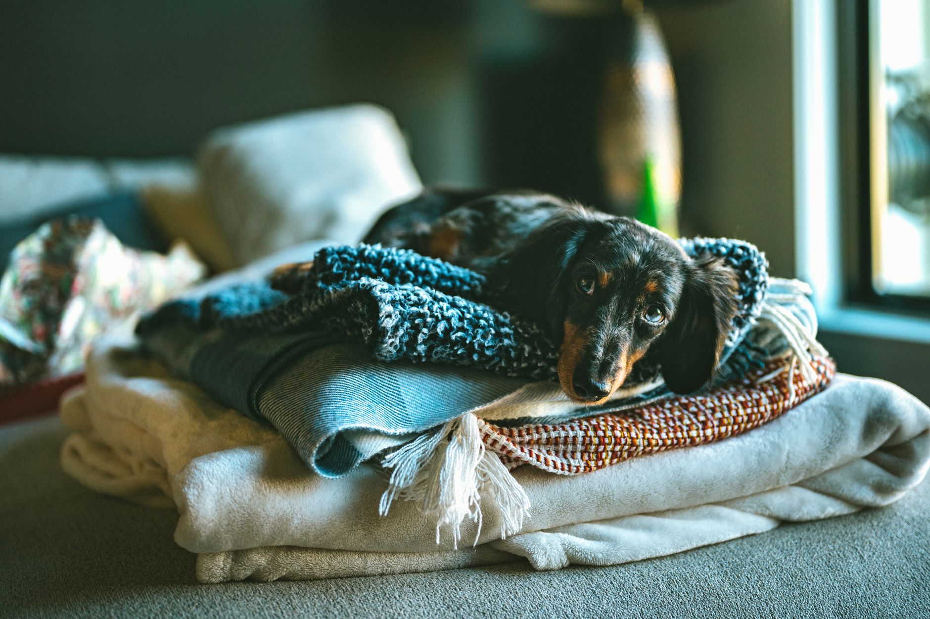 Dog lying calmly on a pile of soft blankets