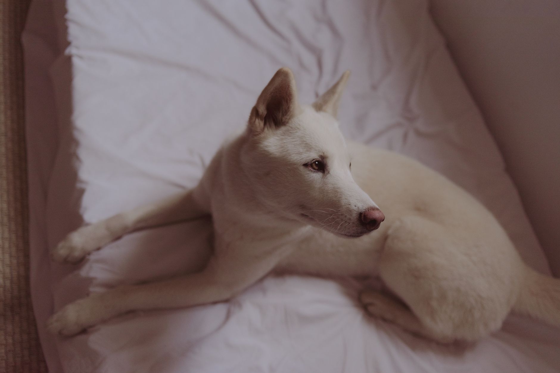 Dog resting calmly in a cozy dog bed indoors