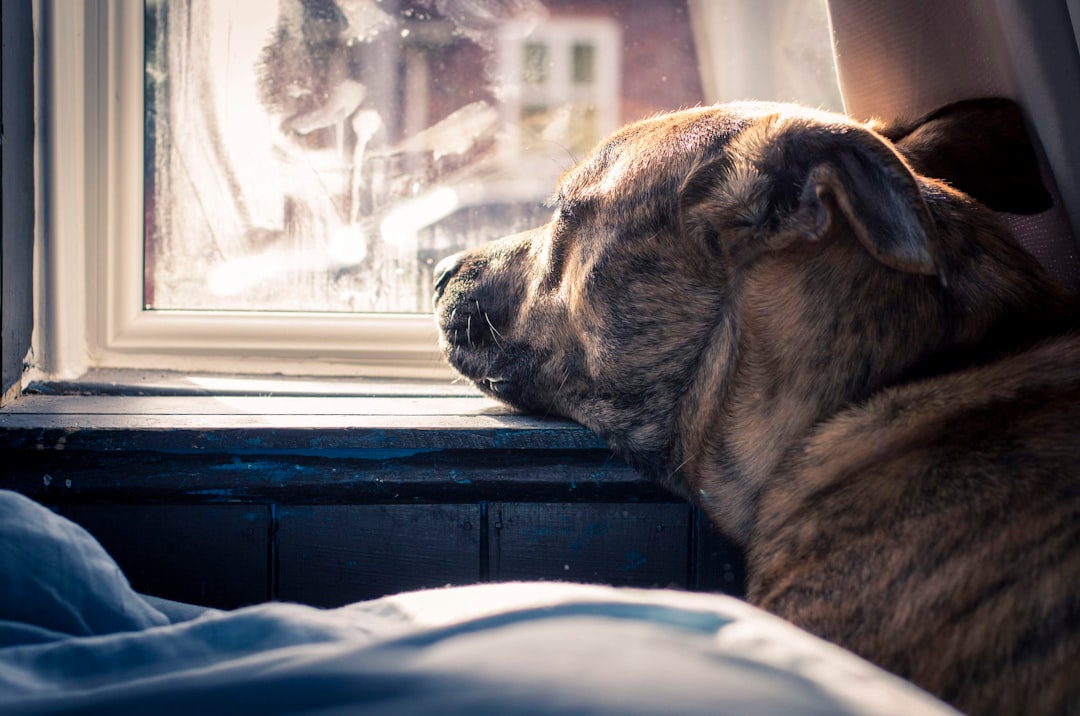 Double-coated dog resting indoors near a window