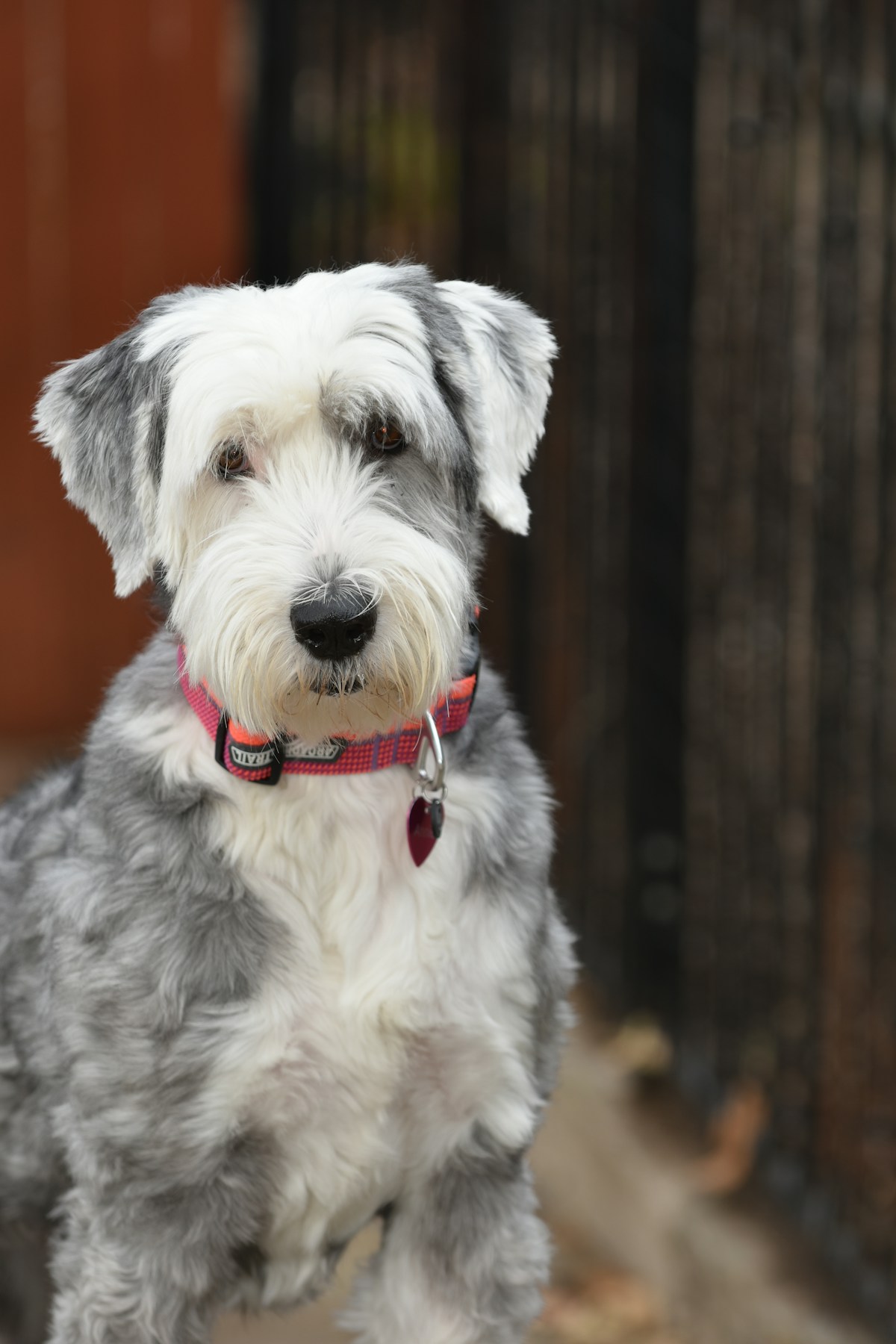 Sheepadoodle dog walking in field during travel stop