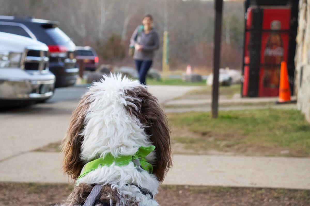 Sheepadoodle dog paw and nail check outdoors