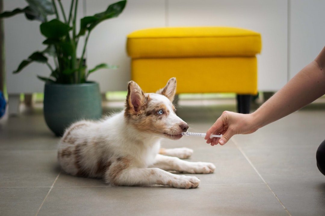 Puppy receiving a treat from its owner's hand