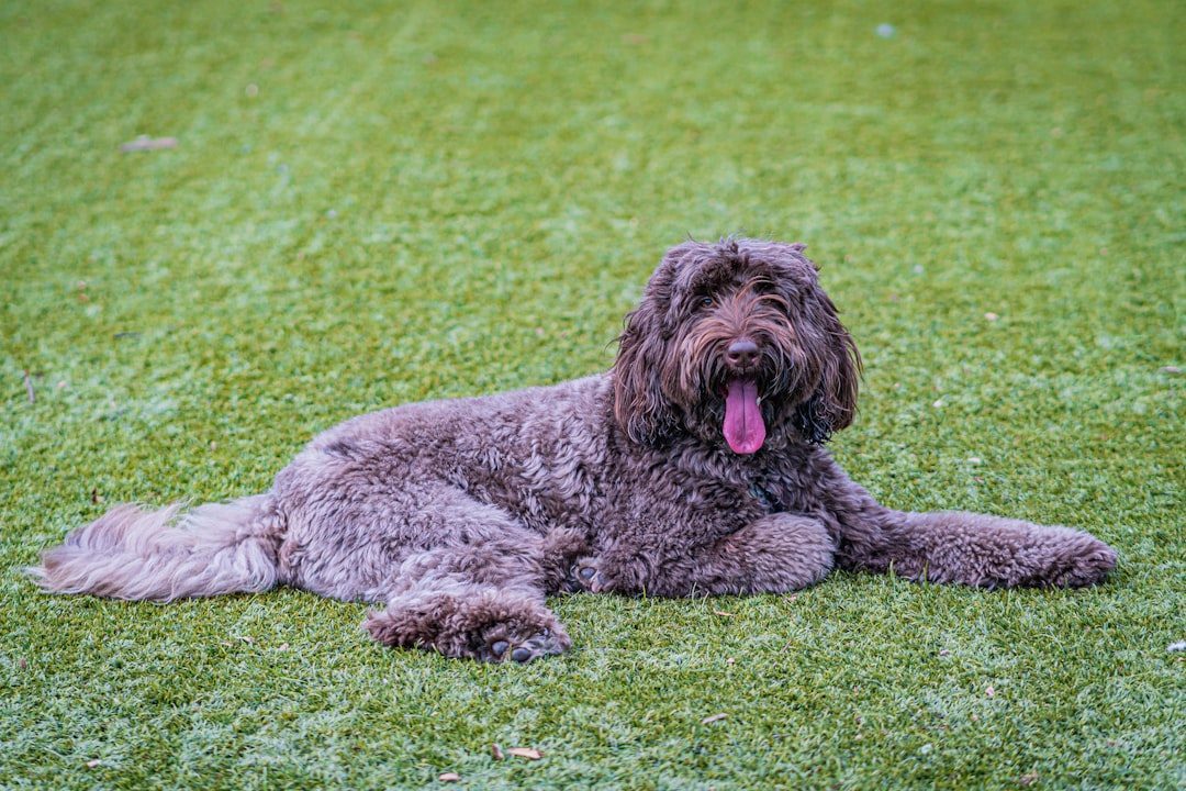 Large curly-coated dog resting outdoors on grass