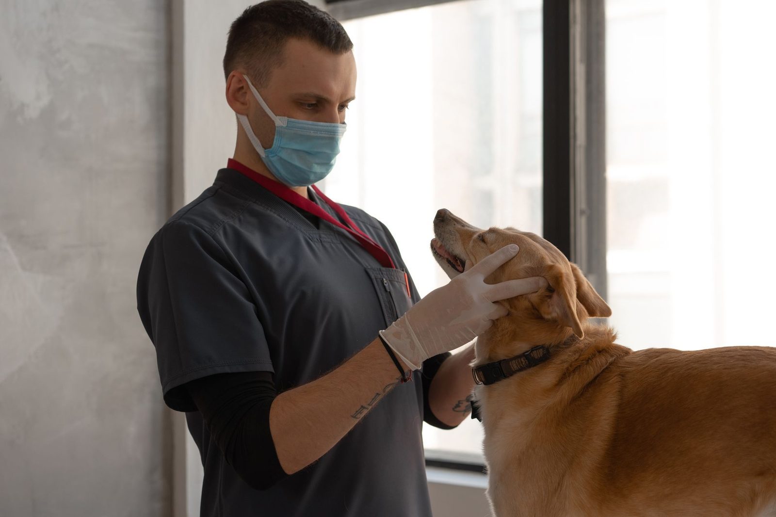 Veterinarian examining a dog during a checkup
