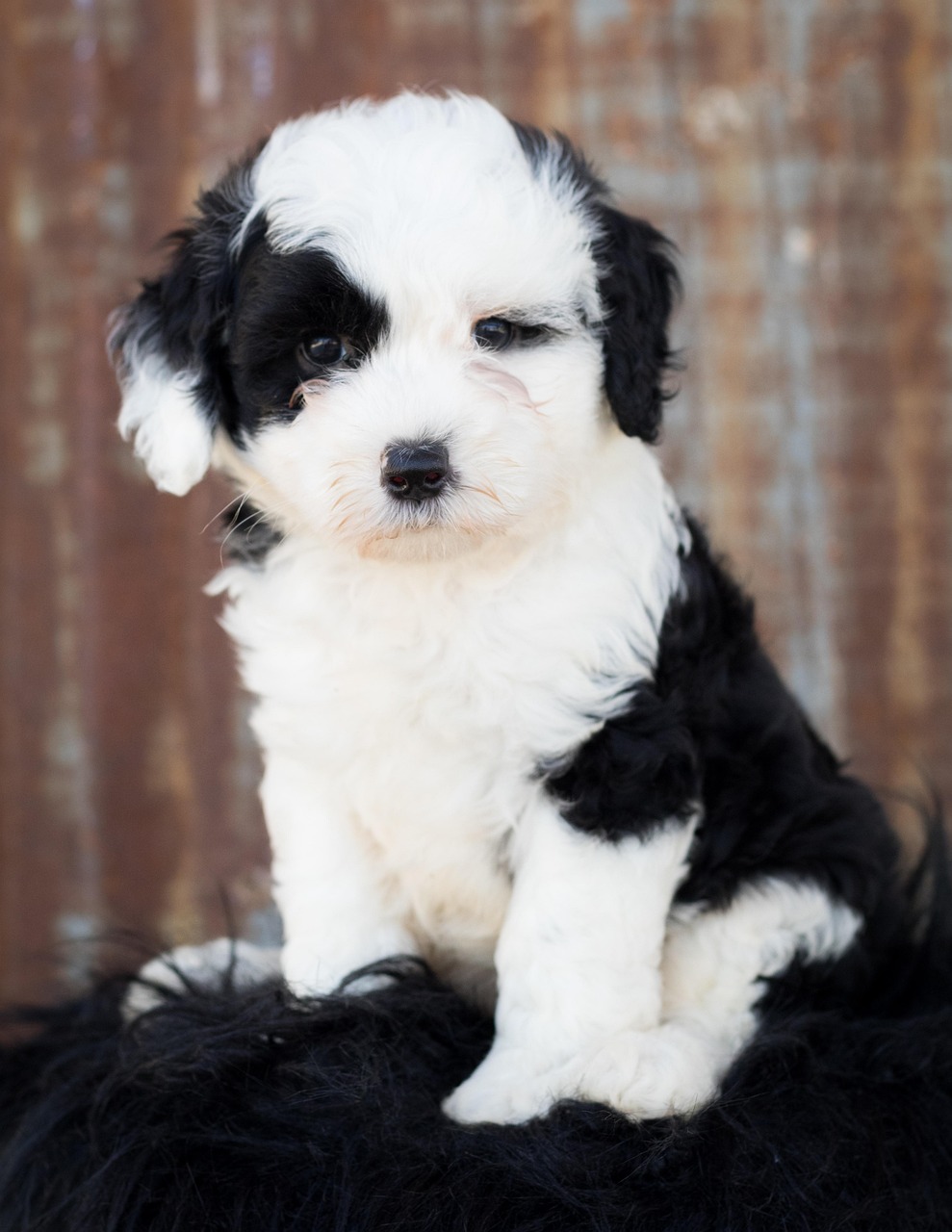 Sheepadoodle puppy phantom markings side view