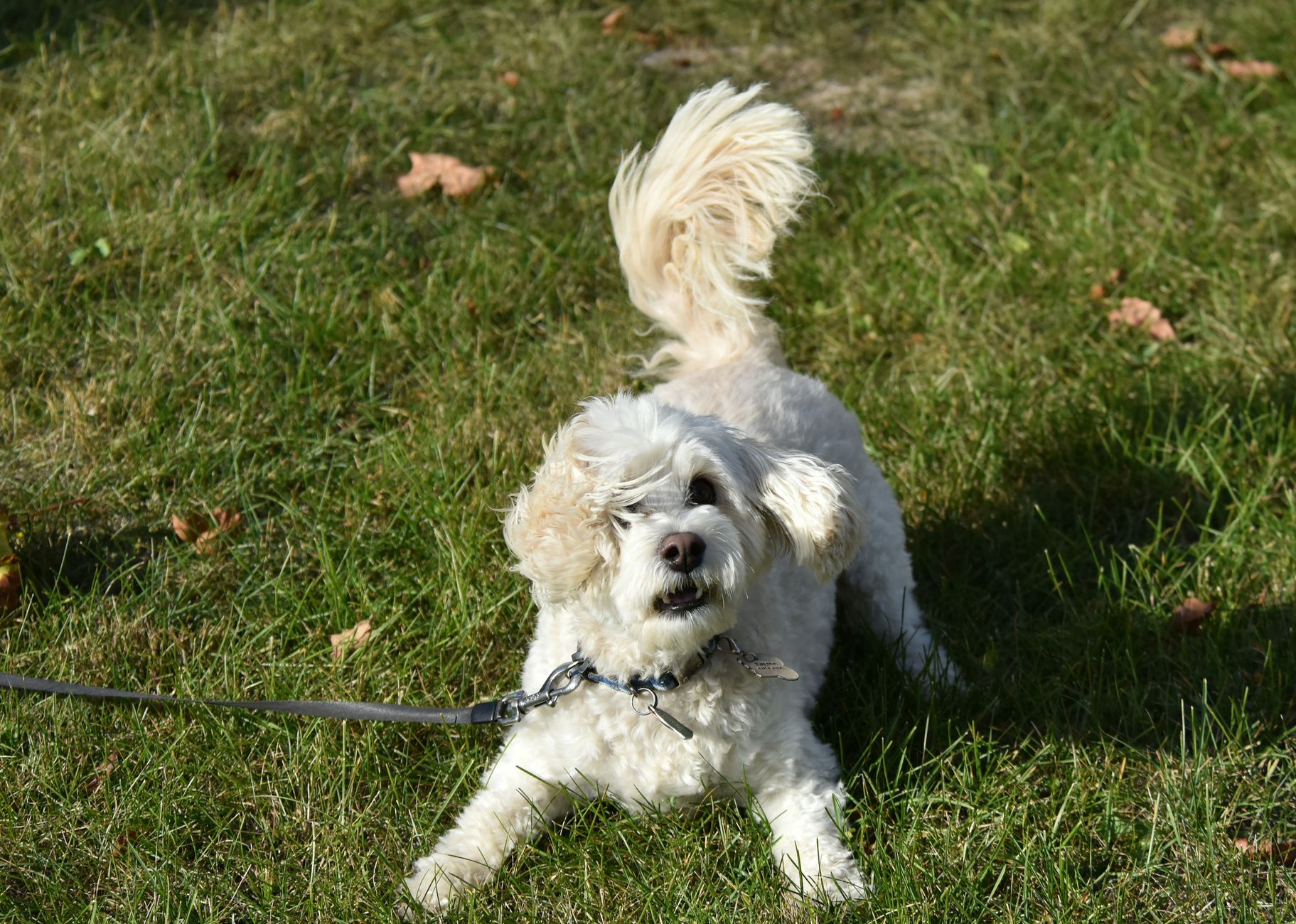 Curly-coated doodle in a play bow, front legs lowered and rear end raised, inviting play