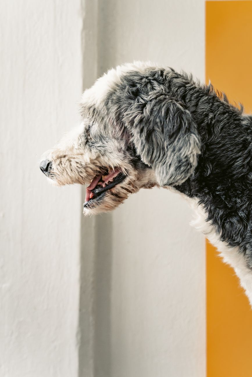 Sheepadoodle dog profile attentive during play