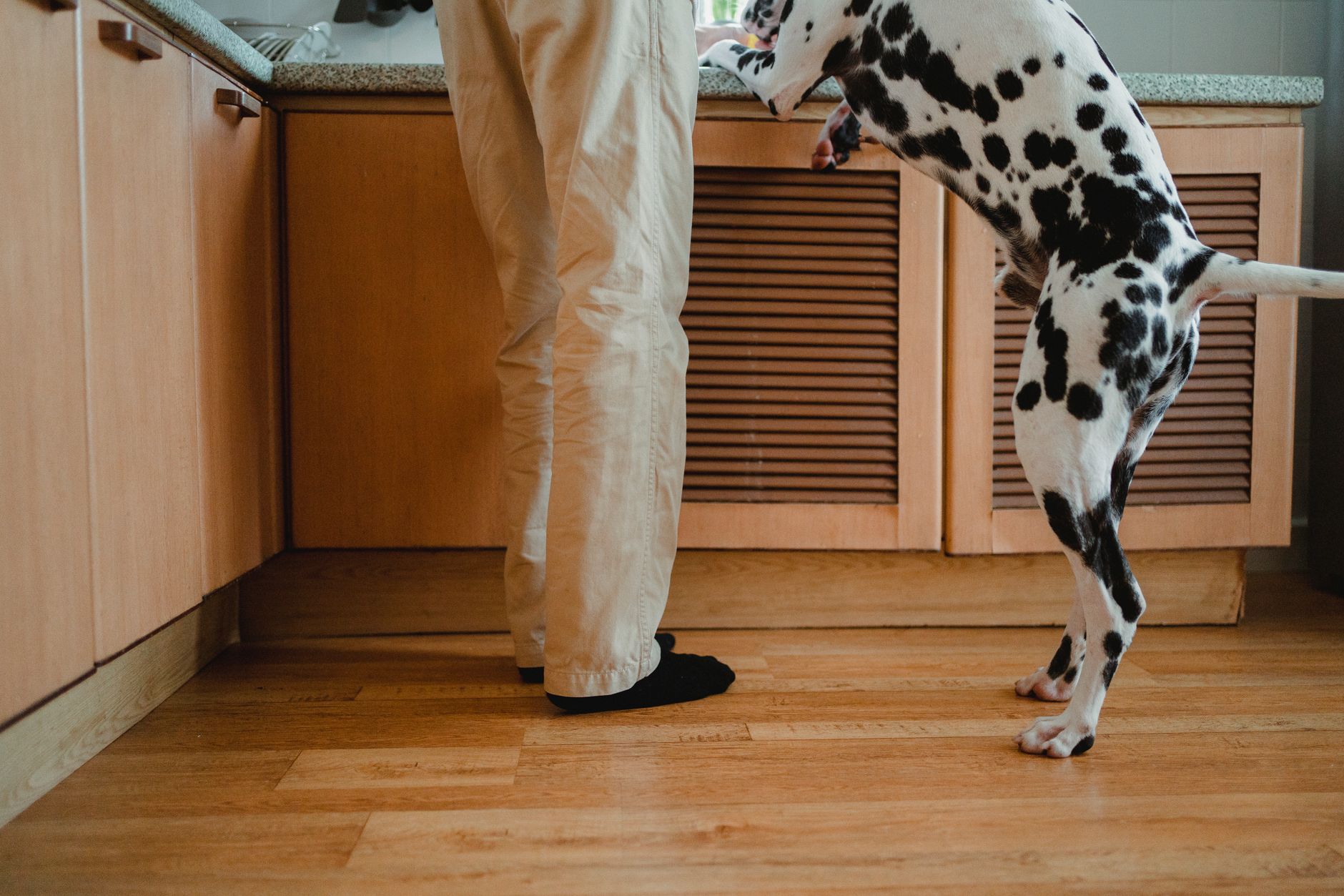 Large dog standing on hind legs near a kitchen counter