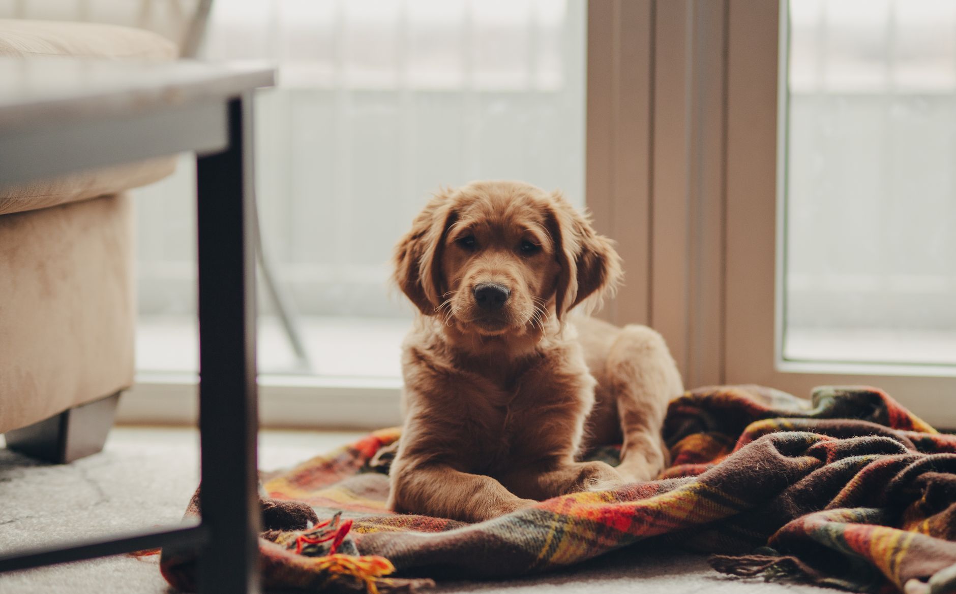 Sheepadoodle-Proofing Your Home: Indoor Safety Checklist
