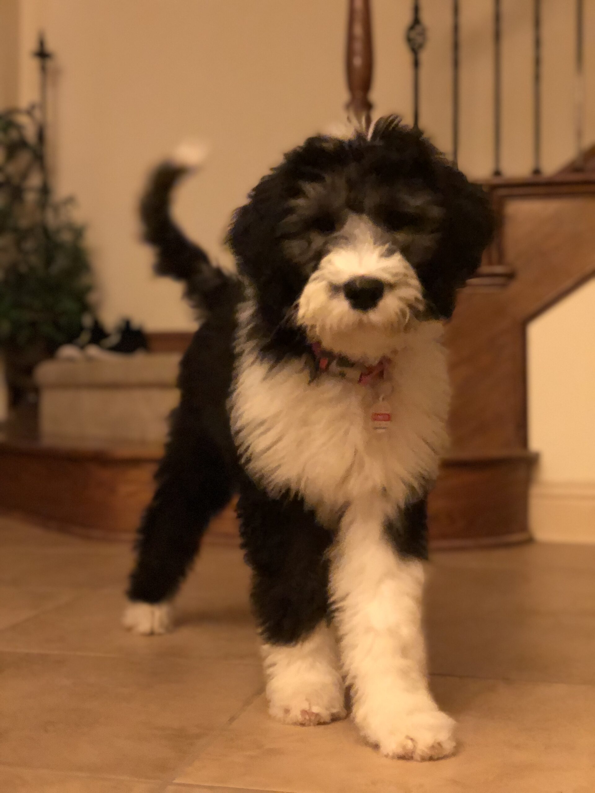 Sheepadoodle Growth & Weight Chart: What to Expect by Age