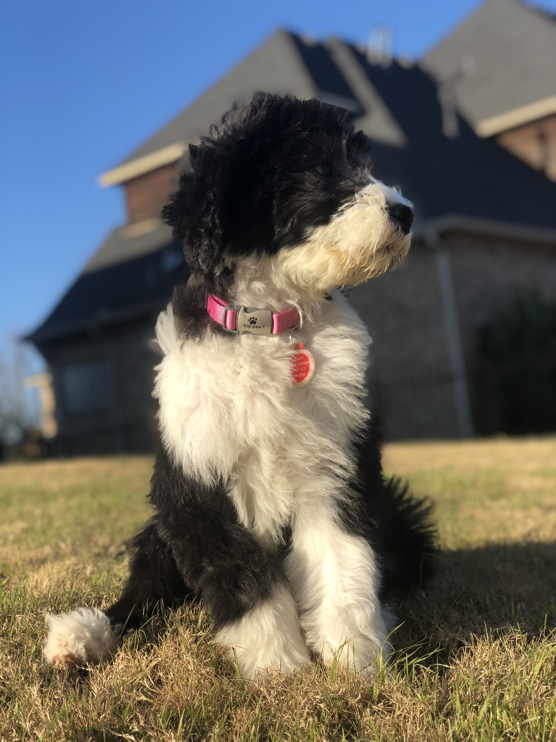 Sheepadoodle puppy at five months standing