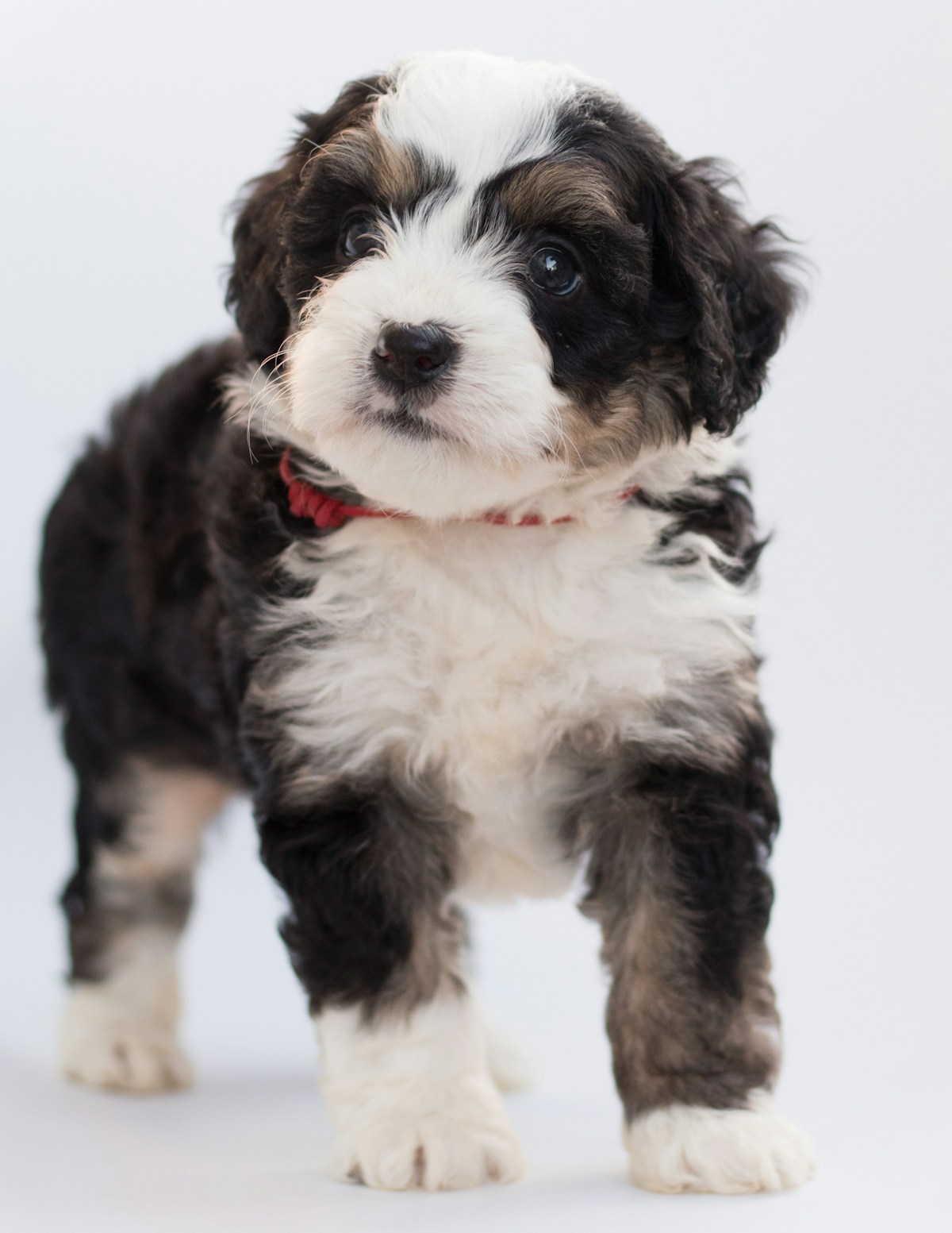 Sheepadoodle puppy during allergy check