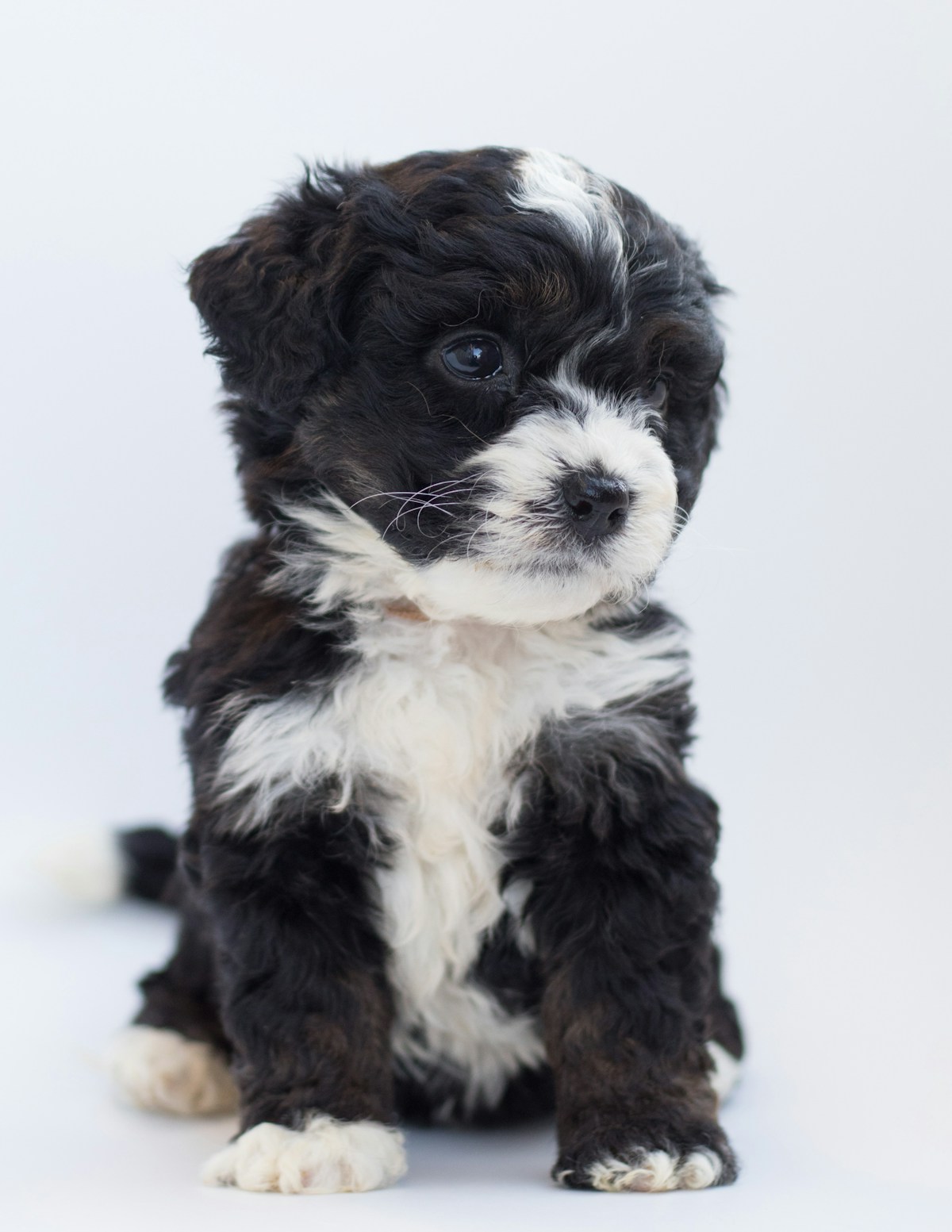 Sheepadoodle puppy listening attentively