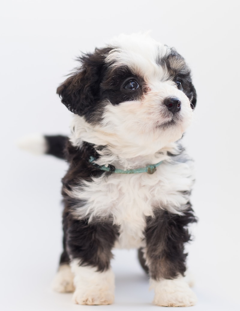 Sheepadoodle puppy during training session showing intelligence