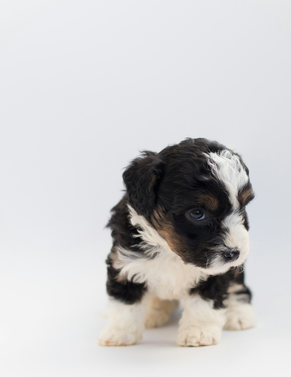 Sheepadoodle puppy prepared for car ride travel