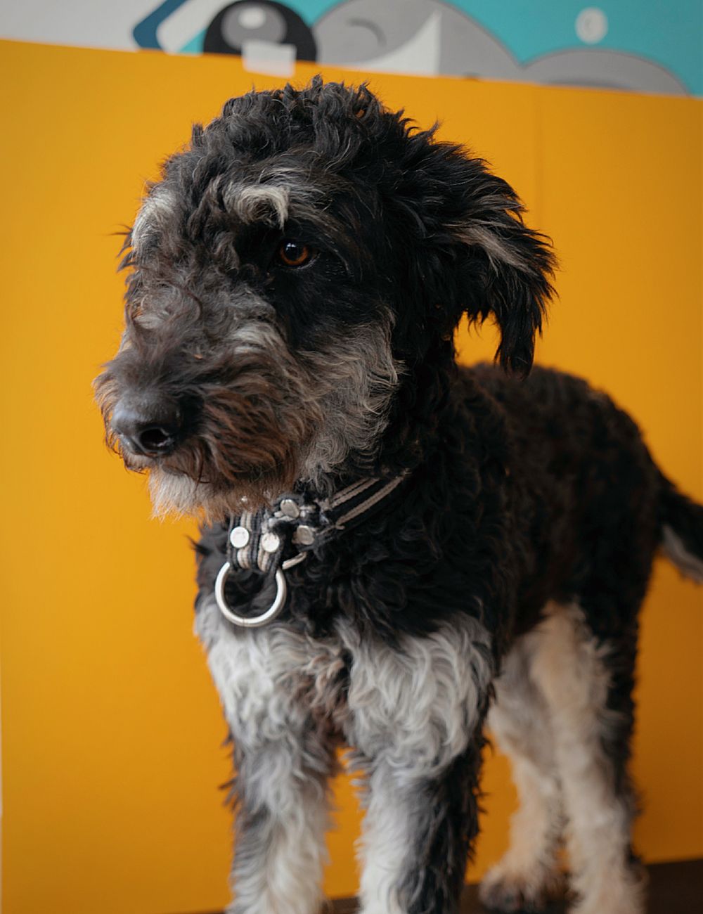 Sheepadoodle puppy standing confidently