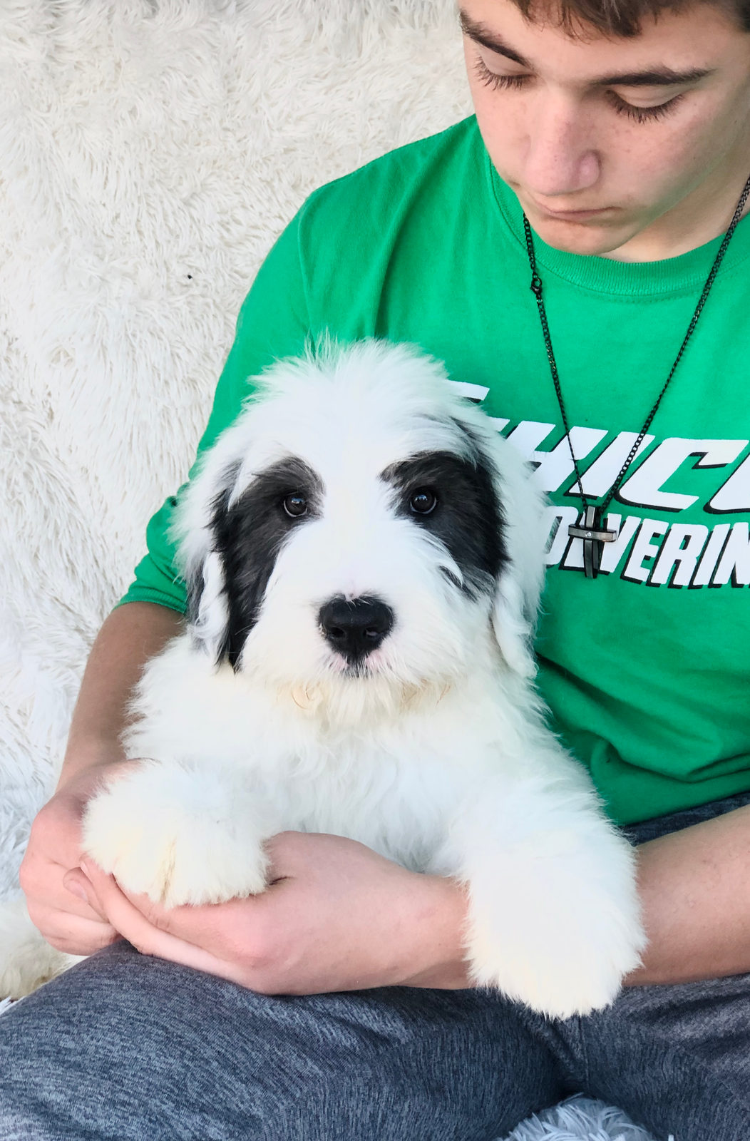 How Much Does a Sheepadoodle Puppy Cost? Complete Price Guide