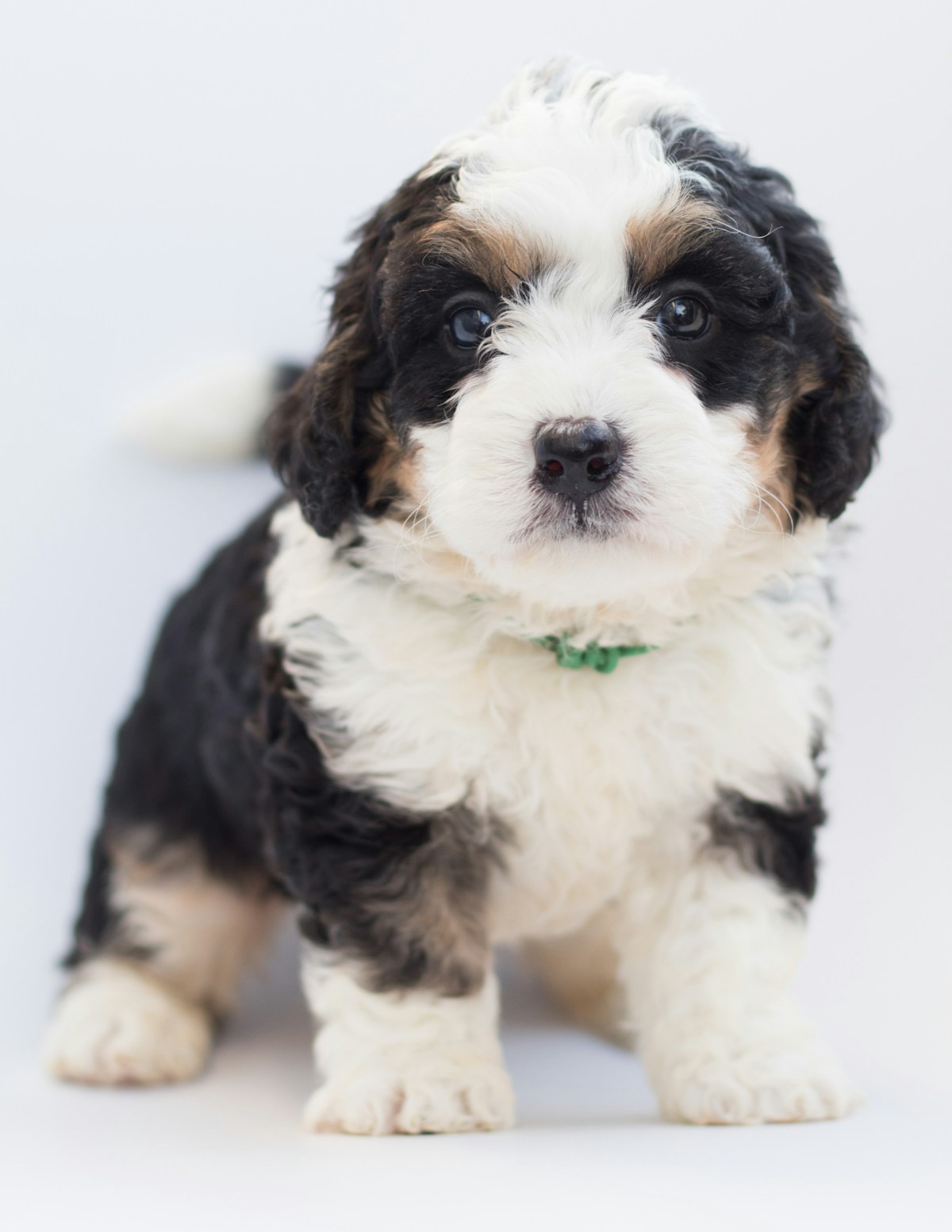 Sheepadoodle puppy eye check