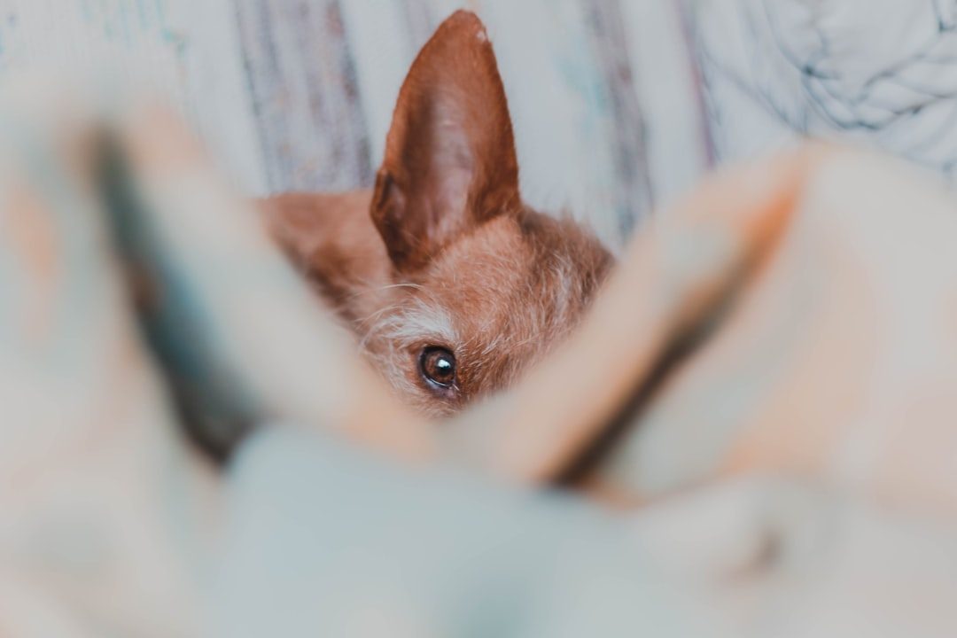 Dog sniffing a folded baby blanket held out by an owner