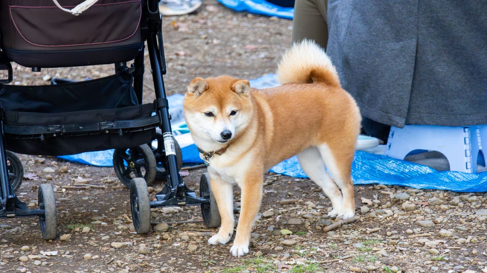 Dog standing next to a stroller outdoors