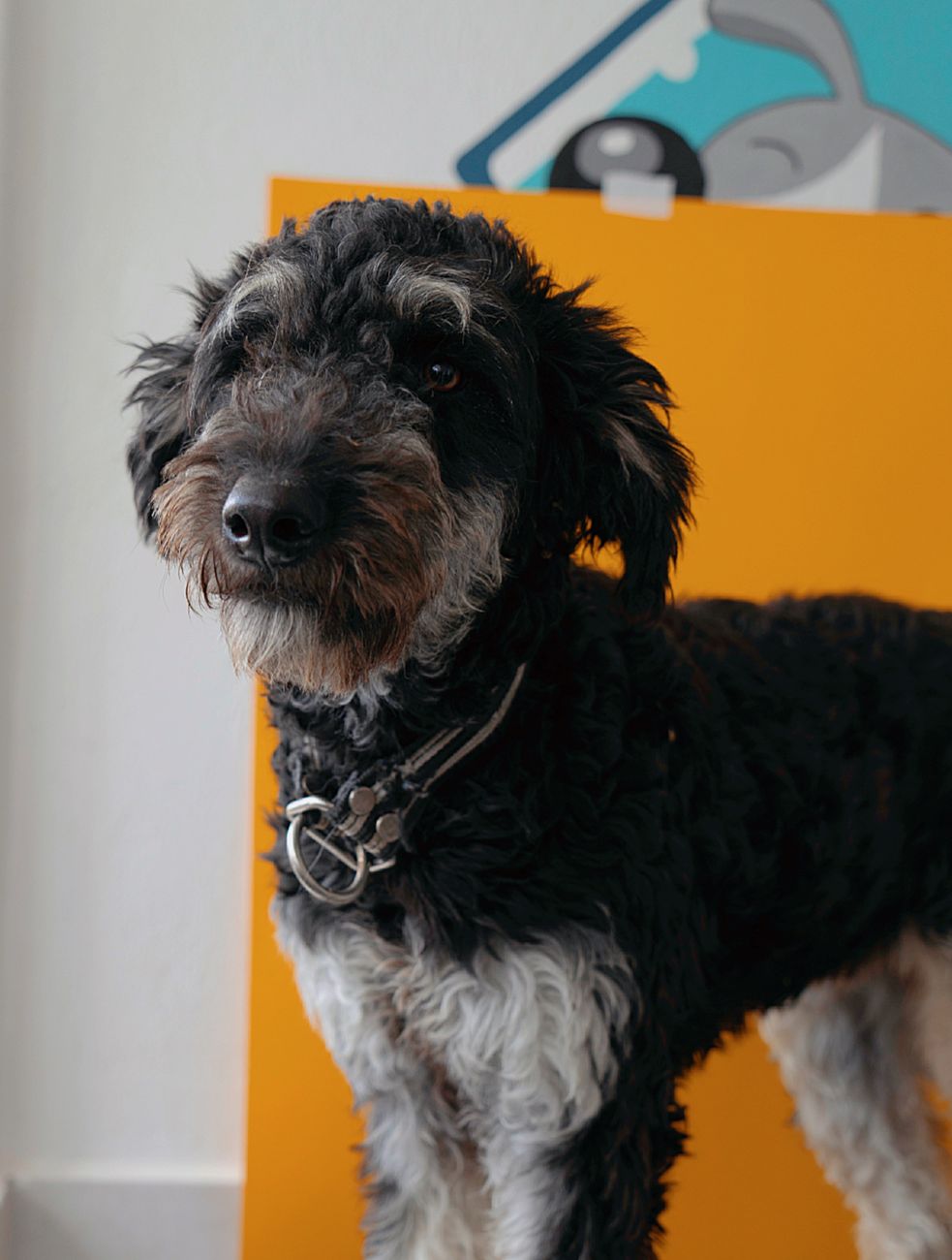 Sheepadoodle puppy alert to a new experience