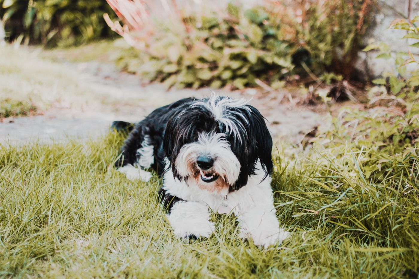 Sheepadoodle puppy alert outdoors