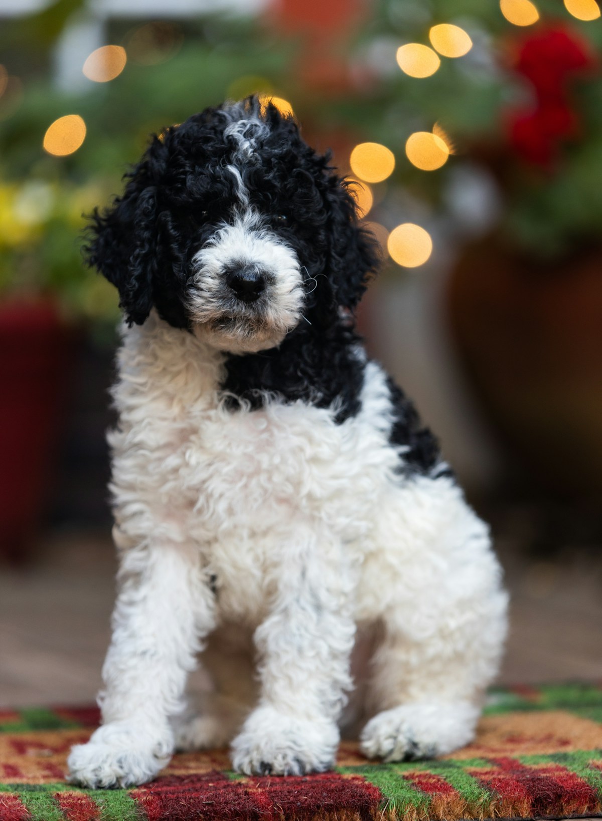Sheepadoodle puppy paw care