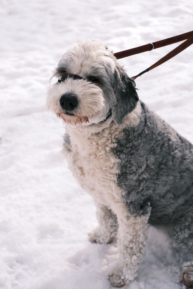 Sheepadoodle Litter Box Training: The Pine Pellet Method Explained
