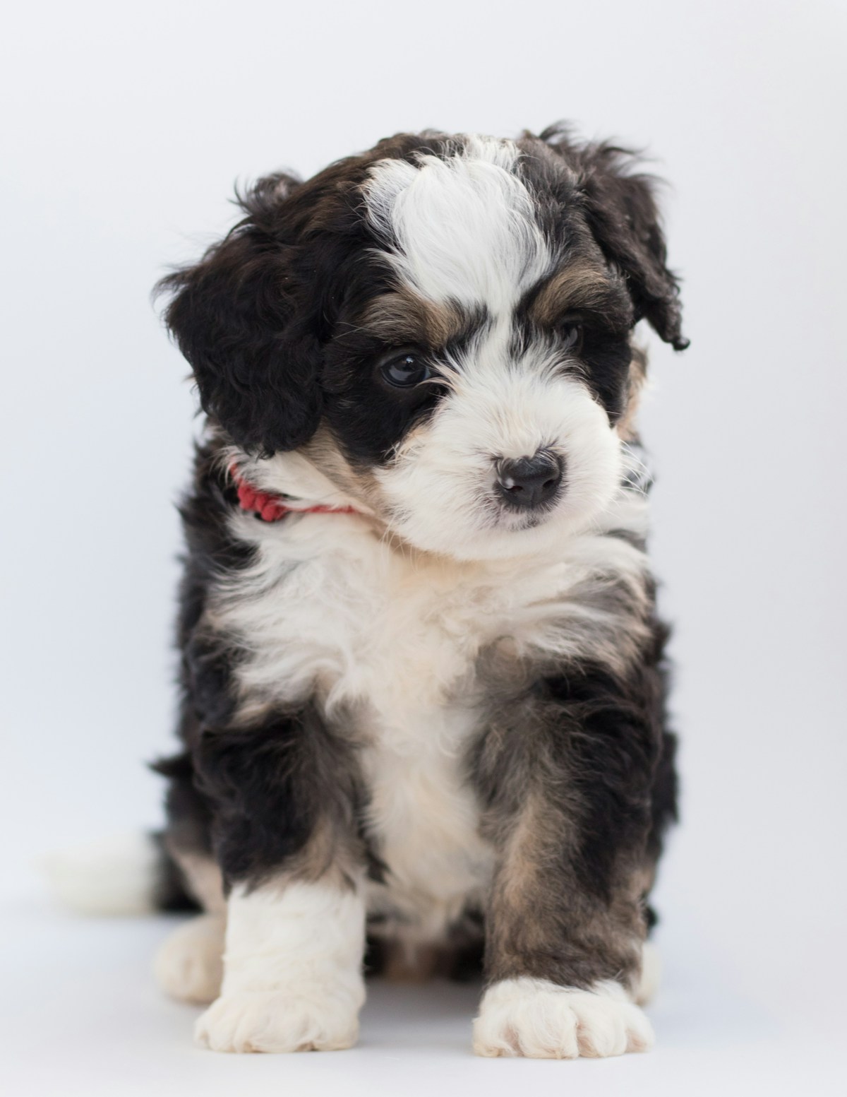 Sheepadoodle puppy showing healthy skin