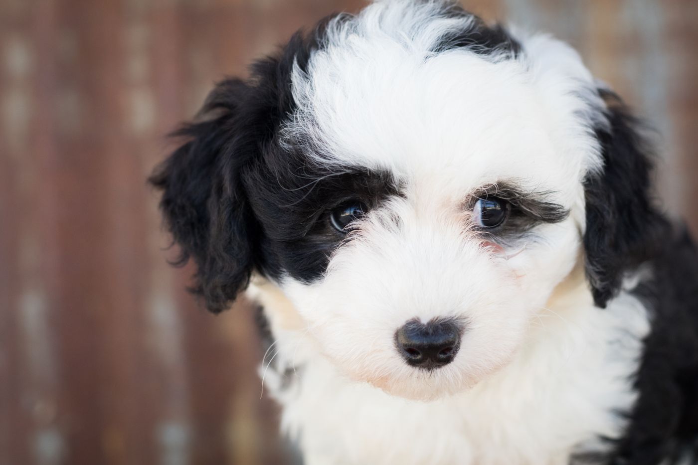 Sheepadoodle puppy ready for teeth brushing