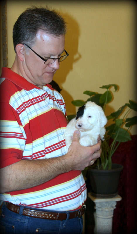 Sheepadoodle puppy training guide first month - Sunshine Sheepadoodles Texas
