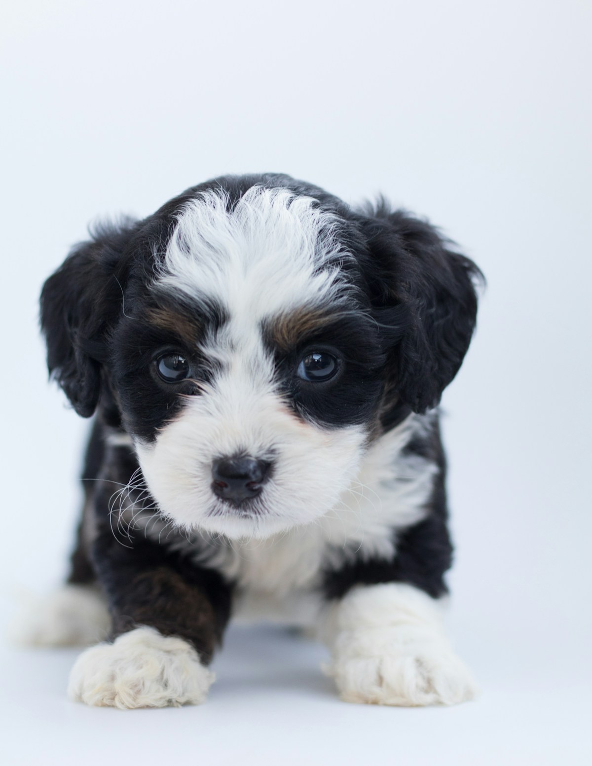 Sheepadoodle puppy in travel carrier ready for road trip
