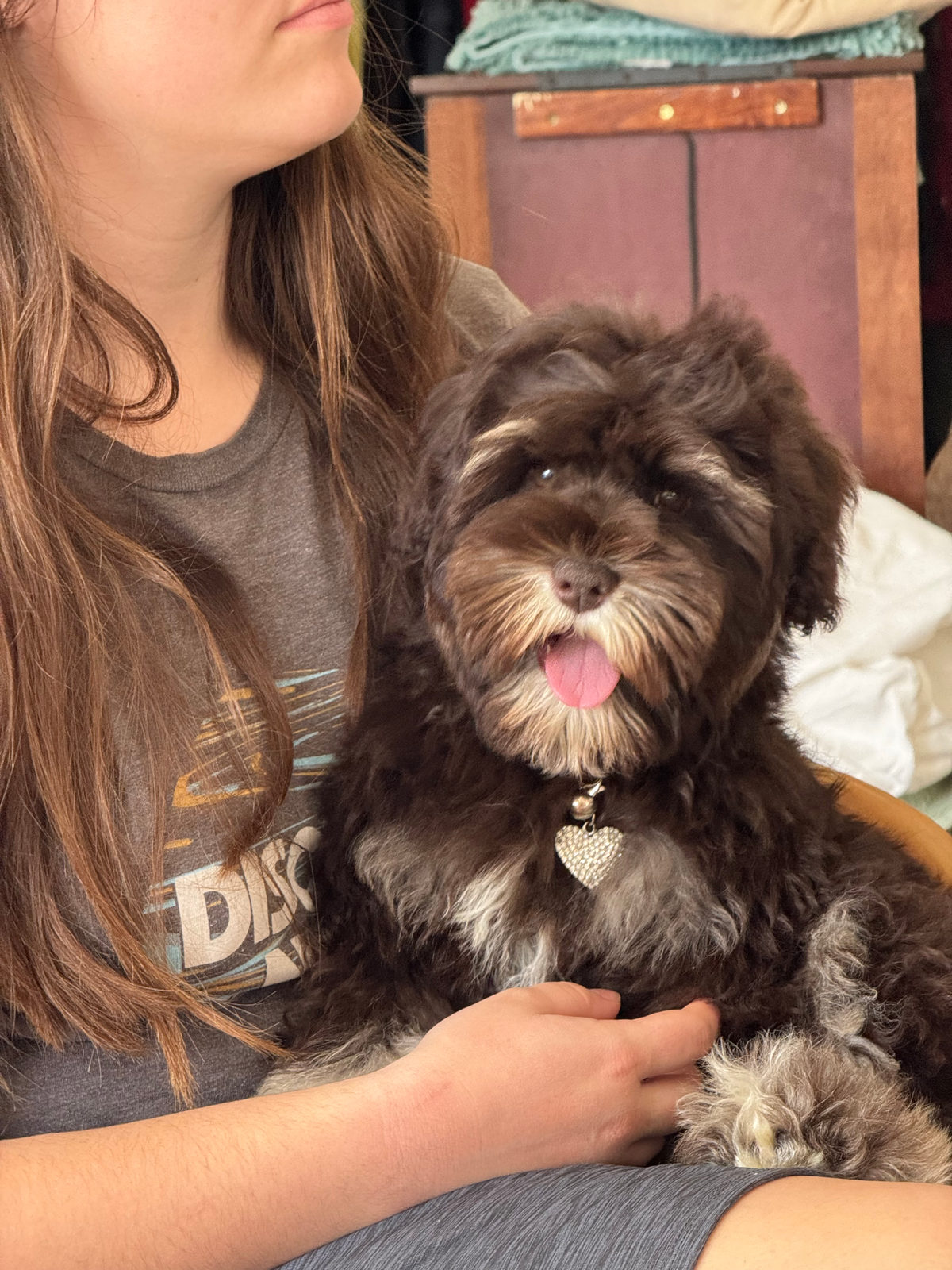 Sheepadoodle Puppy Vaccination Schedule & First Vet Visits