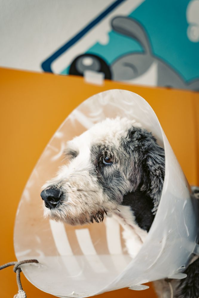 Sheepadoodle dog wearing recovery cone after veterinary eye care